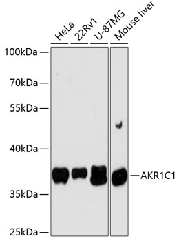 AKR1C1 Rabbit pAb
