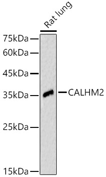 CALHM2 Rabbit pAb