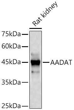 AADAT Rabbit pAb