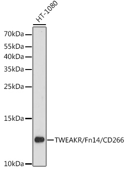 TWEAKR/Fn14/CD266 Rabbit pAb