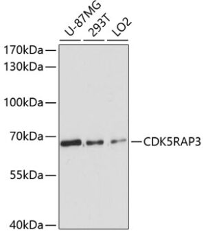 CDK5RAP3 Rabbit pAb