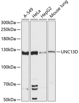 UNC13D Rabbit pAb