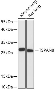 TSPAN8 Rabbit pAb