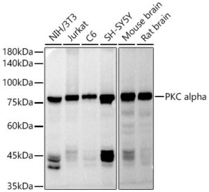 PKC alpha Rabbit pAb