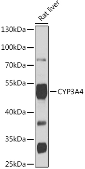 CYP3A4 Rabbit pAb