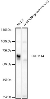 PRDM14 Rabbit pAb