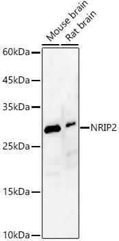 NRIP2 Rabbit pAb