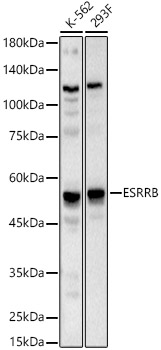 ESRRB Rabbit pAb