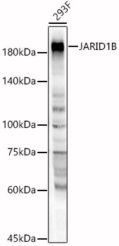 JARID1B Rabbit pAb