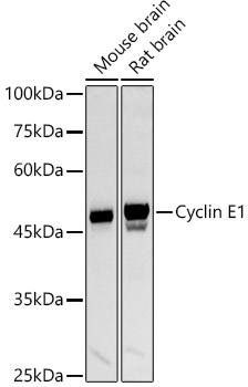 Cyclin E1 Rabbit pAb