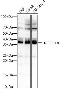 TNFRSF13C Rabbit pAb