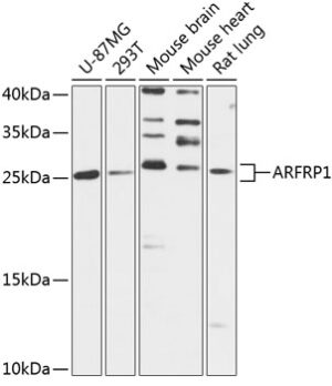 ARFRP1 Rabbit pAb