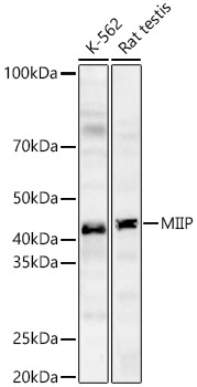 MIIP Rabbit pAb