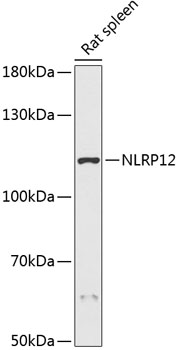 NLRP12 Rabbit pAb