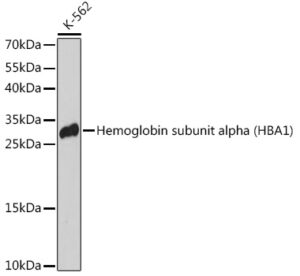 Hemoglobin subunit alpha (HBA1) Rabbit pAb