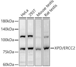 XPD/ERCC2 Rabbit pAb
