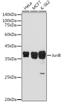 JunB Rabbit pAb