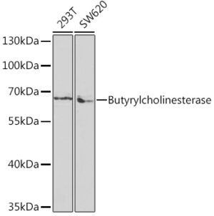 Butyrylcholinesterase Rabbit pAb