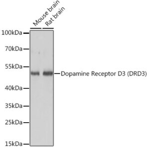 Dopamine Receptor D3 (DRD3) Rabbit pAb
