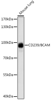 CD239/BCAM Rabbit pAb