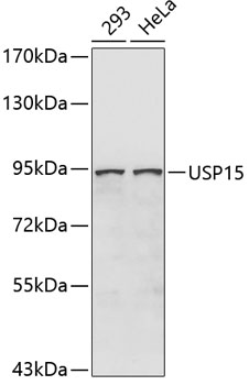 USP15 Rabbit pAb
