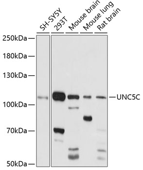 UNC5C Rabbit pAb