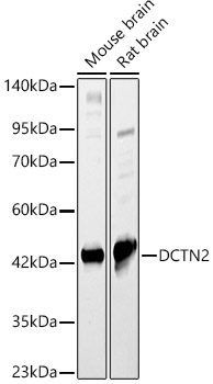 DCTN2 Rabbit pAb