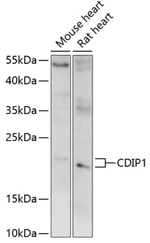 CDIP1 Rabbit pAb