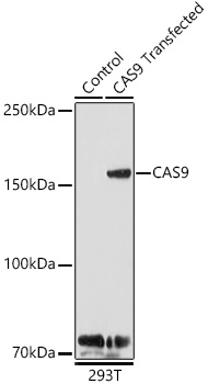 CAS9 Rabbit pAb