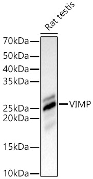 VIMP Rabbit pAb