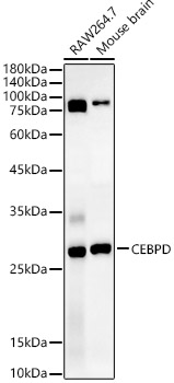 CEBP Delta/CEBPD Rabbit pAb