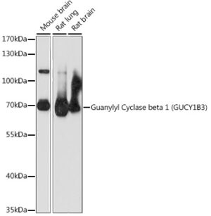 Guanylyl Cyclase beta 1 (GUCY1B3) Rabbit pAb