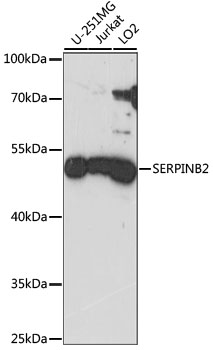 SERPINB2 Rabbit pAb
