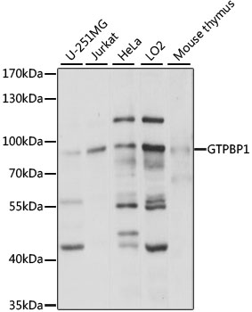 GTPBP1 Rabbit pAb
