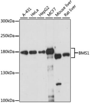BMS1 Rabbit pAb