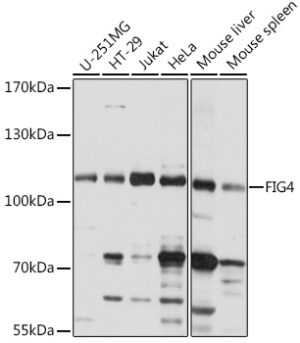 FIG4 Rabbit pAb