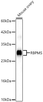 RBPMS Rabbit pAb