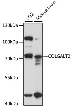 COLGALT2 Rabbit pAb