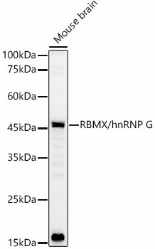 RBMX/hnRNP G Rabbit pAb