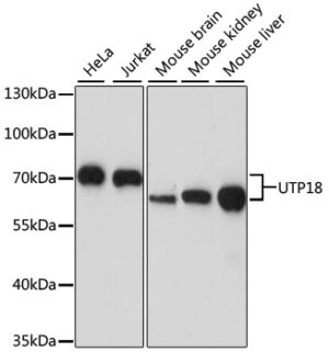 UTP18 Rabbit pAb