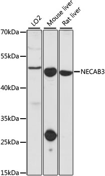 NECAB3 Rabbit pAb