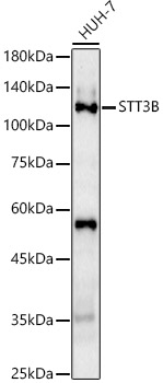 STT3B Rabbit pAb