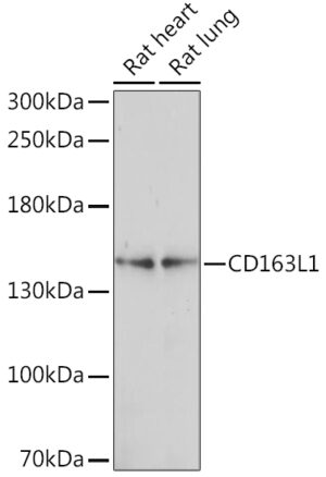 CD163L1 Rabbit pAb