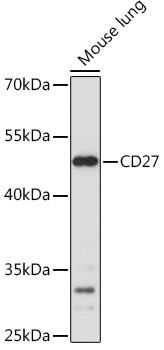 CD27 Rabbit pAb