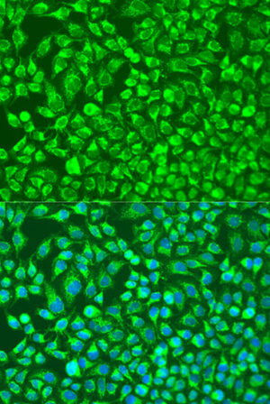 MMP14/MT1-MMP Rabbit pAb