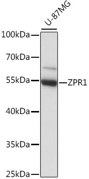 ZPR1 Rabbit pAb