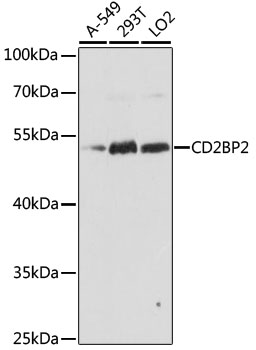 CD2BP2 Rabbit pAb