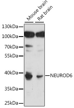 NEUROD6 Rabbit pAb
