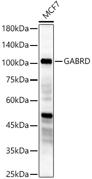 GABRD Rabbit pAb