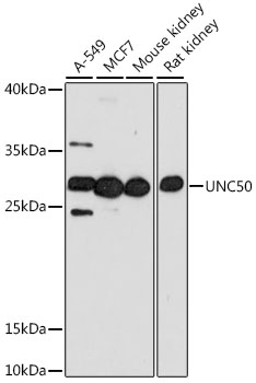 UNC50 Rabbit pAb